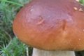 Как выращивать грибы